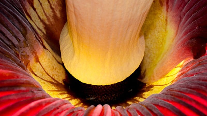 California san diego botanic gardens crowds to see amorphophallus titanum in Encinitas kpn