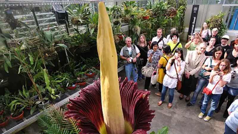 California san diego botanic gardens crowds to see amorphophallus titanum in Encinitas kpn