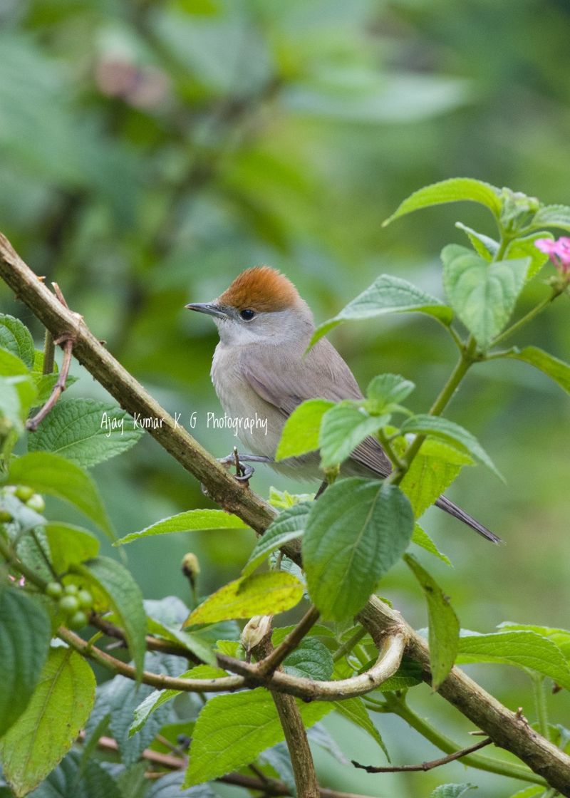 eurasian blackcap bird identified at munnar first spotted in india