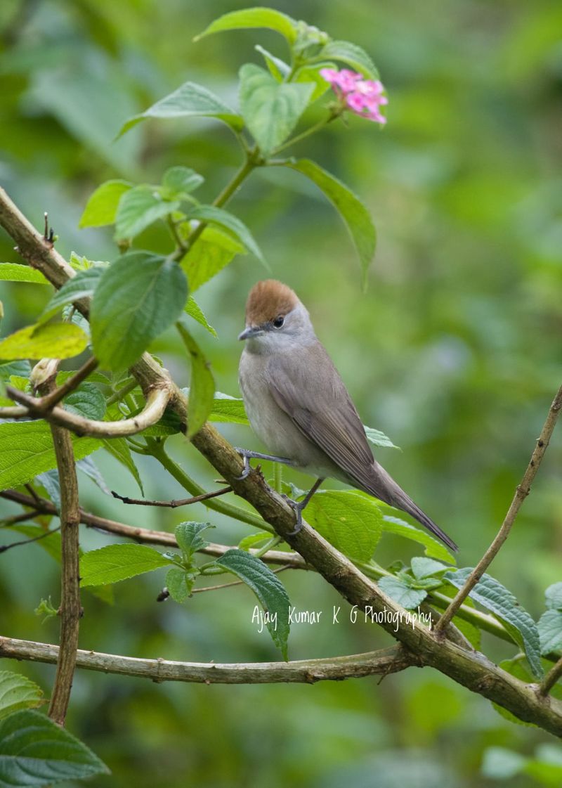 eurasian blackcap bird identified at munnar first spotted in india