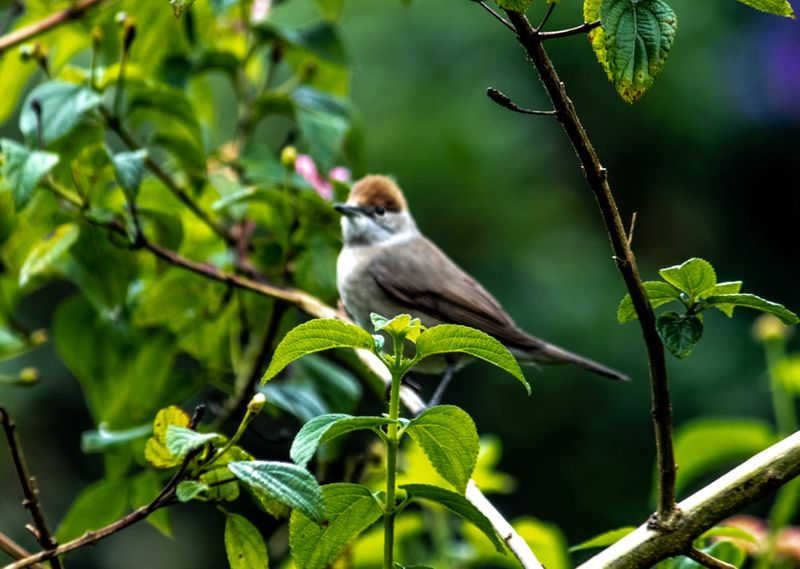 eurasian blackcap bird identified at munnar first spotted in india