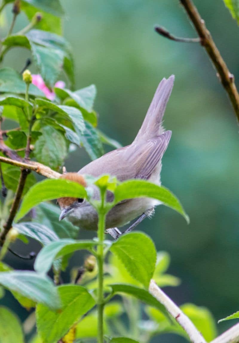 eurasian blackcap bird identified at munnar first spotted in india