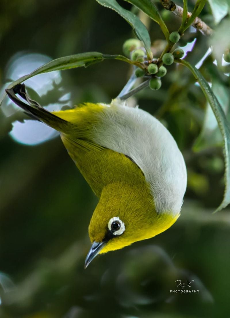 eurasian blackcap bird identified at munnar first spotted in india