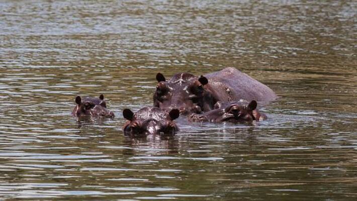 GonaCon contraceptive to dart Colombias hippos GonaCon contraceptive to dart Colombias hippos