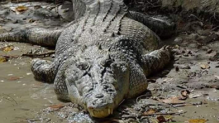 Crocodile dragged man into river he used pocket knife to fight Crocodile dragged man into river he used pocket knife to fight