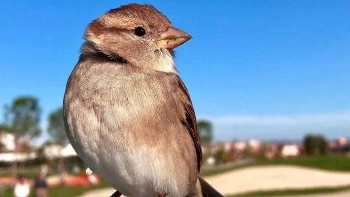 couple adopted wild sparrow couple adopted wild sparrow