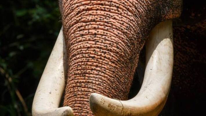 forest department take action to cutting Dewasom elephant ivory in chirayinkeezhu forest department take action to cutting Dewasom elephant ivory in chirayinkeezhu