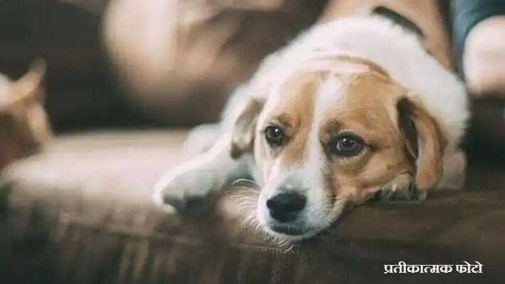 Corona virus confirmed in pet dog in UK KPA Corona virus confirmed in pet dog in UK KPA