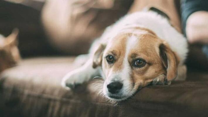 South korea forms task force for dog meat ban South korea forms task force for dog meat ban