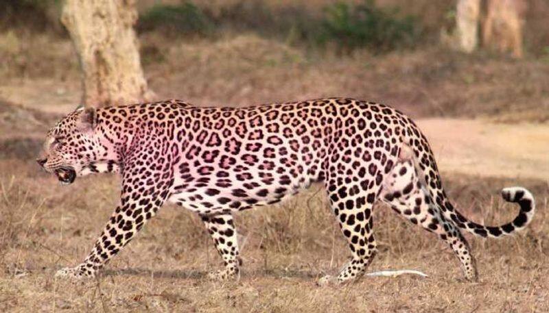 corona affect... Female Leopard dead in Vandalur Zoo