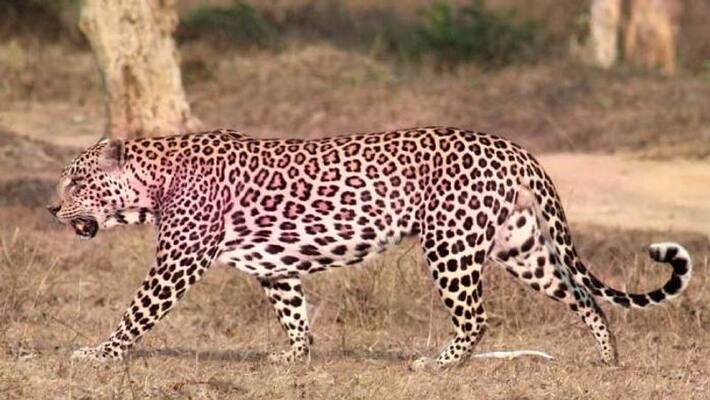 rare pink leopard found in Rajasthan rare pink leopard found in Rajasthan