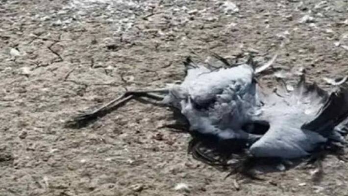 80 demoiselle cranes found dead in Rajasthan 80 demoiselle cranes found dead in Rajasthan