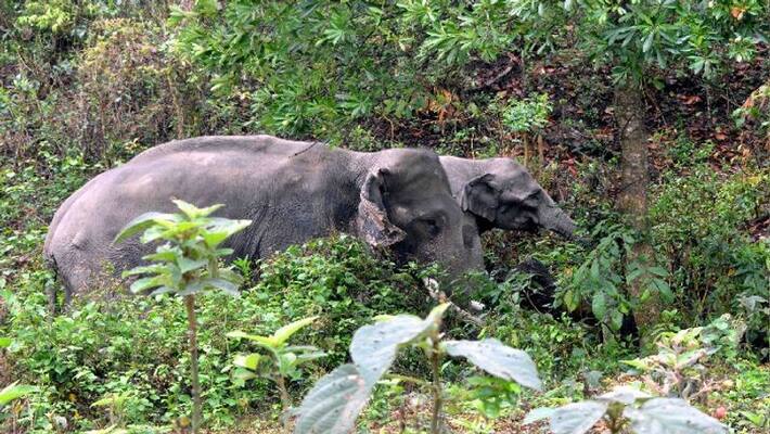 East Bardhaman Elephant - a herd of forty elephants has created panic East Bardhaman Elephant - a herd of forty elephants has created panic