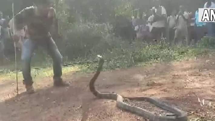 12 foot king cobra rescued from abandoned well 12 foot king cobra rescued from abandoned well
