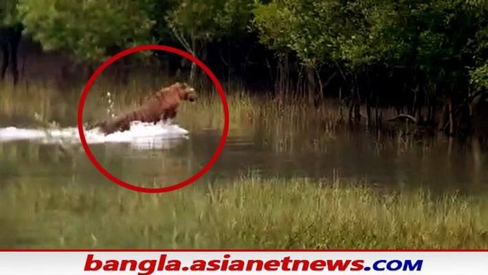Tourists are very happy to see tiger in the Sundarbans bpsb Tourists are very happy to see tiger in the Sundarbans bpsb