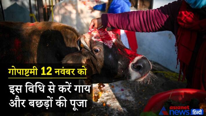 Gopashtami 2021 on 12th November, cow puja vidhi traditions MMA Gopashtami 2021 on 12th November, cow puja vidhi traditions MMA