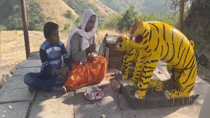 maharashtras news tribal communities tiger worship for good in nashik maharashtras news tribal communities tiger worship for good in nashik