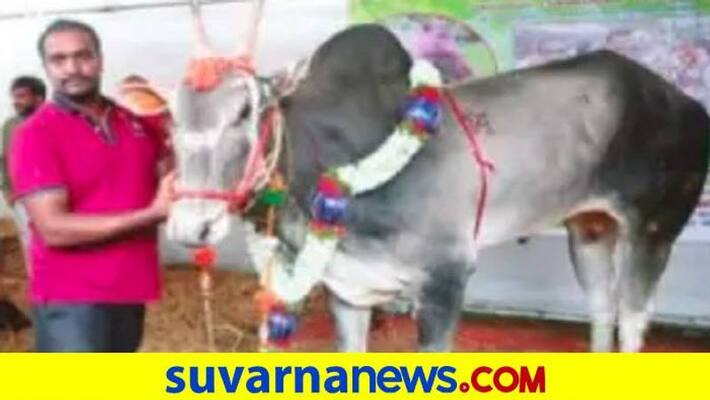 People Wonder About 1 crore Worth Hallikar Bull at Krishimela in Bengaluru grg People Wonder About 1 crore Worth Hallikar Bull at Krishimela in Bengaluru grg