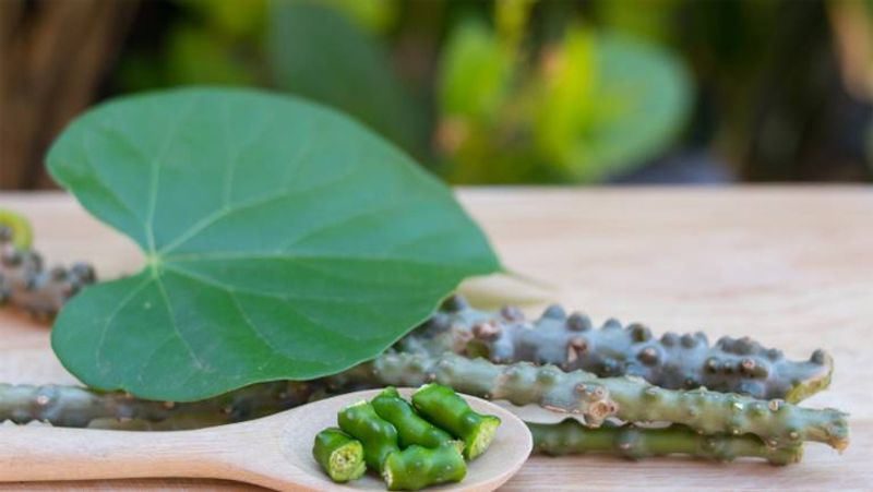 Health Benefits of Giloy: 5 Reasons Why You Must Add Giloy To Your Diet