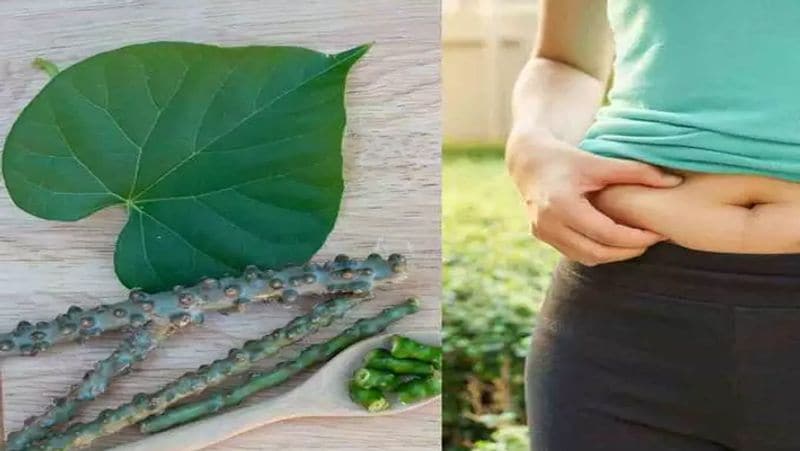 Health Benefits of Giloy: 5 Reasons Why You Must Add Giloy To Your Diet