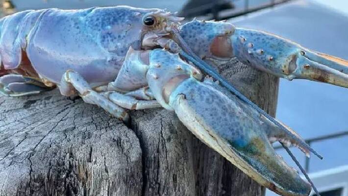 rare cotton candy lobster found rare cotton candy lobster found