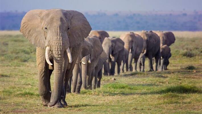 Atrocious in Assam.. A child and two others died in an elephant attack.. Atrocious in Assam.. A child and two others died in an elephant attack..