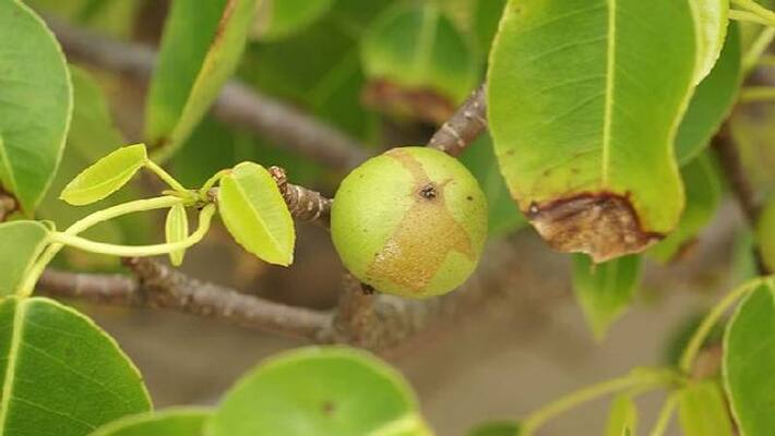 Manchineel deadliest tree in the world Manchineel deadliest tree in the world