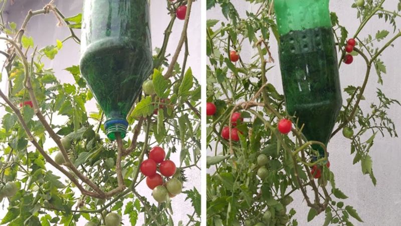 Kitchen Garden Tips : How to Grow Tomatoes at home in a Two Liter Bottle