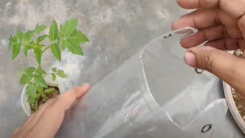 Kitchen Garden Tips : How to Grow Tomatoes at home in a Two Liter Bottle