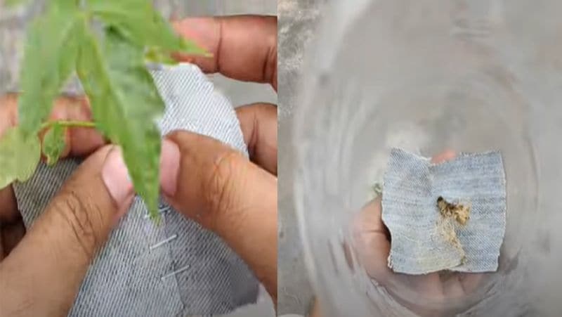 Kitchen Garden Tips : How to Grow Tomatoes at home in a Two Liter Bottle