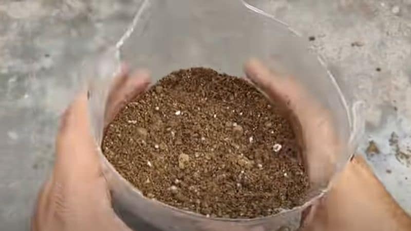 Kitchen Garden Tips : How to Grow Tomatoes at home in a Two Liter Bottle