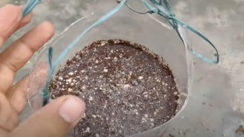 Kitchen Garden Tips : How to Grow Tomatoes at home in a Two Liter Bottle