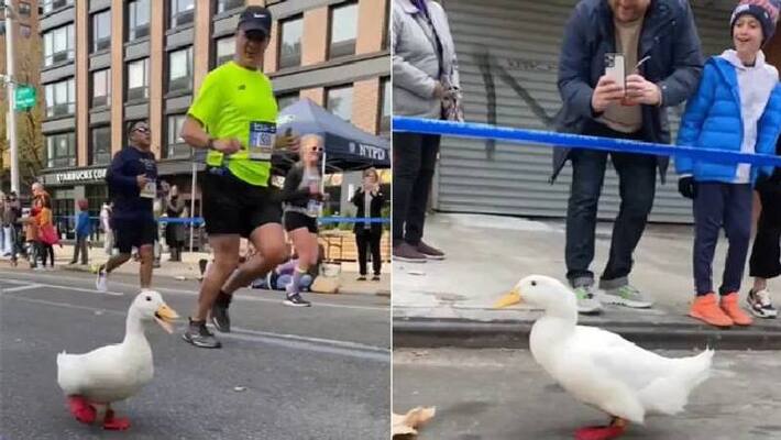 Duck runs marathon Duck runs marathon