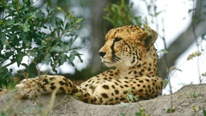african cheetah be reintroduced in india african cheetah be reintroduced in india