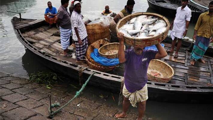 Bangladeshi Fisherman caught 16 kg catla from padma river sells on 26000 rs Bangladeshi Fisherman caught 16 kg catla from padma river sells on 26000 rs