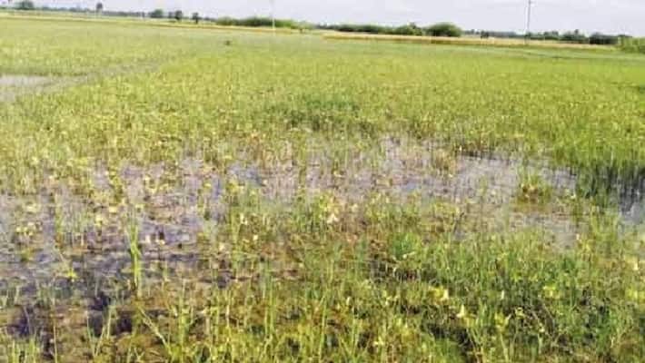 Advice From Scientists To Farmers how to Save Crops from rain snr Advice From Scientists To Farmers how to Save Crops from rain snr