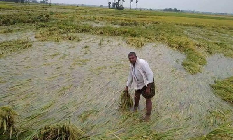 Sasikala has demanded compensation for rain affected farmers