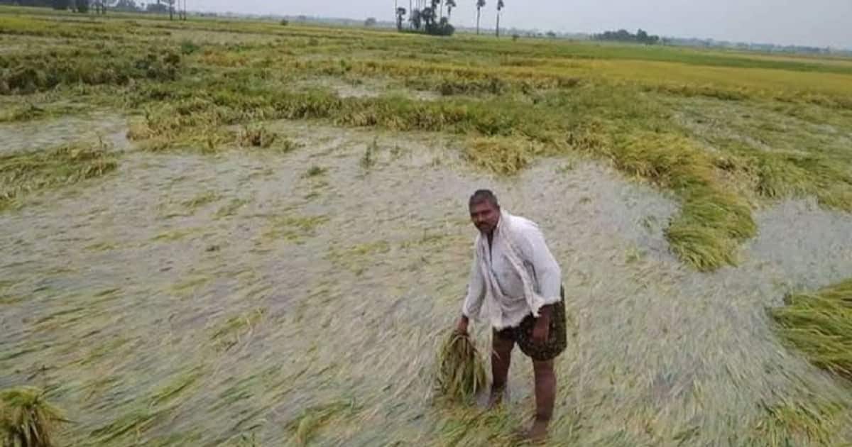 Karnataka| ಭಾರೀ ಮಳೆಗೆ 7.31 ಲಕ್ಷ ಹೆಕ್ಟೇರ್‌ ಬೆಳೆ ಹಾನಿ | 7.31 Lakh Hectares of  Crop Damage Due to Heavy Rain in Karnataka grg
