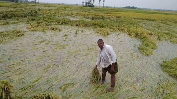 7.31 Lakh Hectares of Crop Damage Due to Heavy Rain in Karnataka grg 7.31 Lakh Hectares of Crop Damage Due to Heavy Rain in Karnataka grg