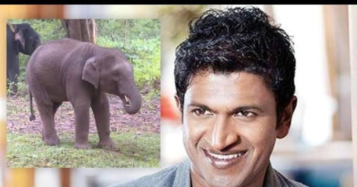 Punith : 2 வயது யானைக் குட்டிக்கு புனித் ராஜ்குமார் பெயர்.  அப்பு நினைவில் தவிக்கும் கர்நாடக மக்கள்.