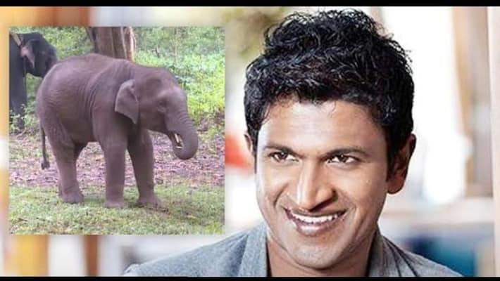 Puneet Rajkumar's name for the 2 year old calf elephant. The people of Karnataka who remember Appu. Puneet Rajkumar's name for the 2 year old calf elephant. The people of Karnataka who remember Appu.