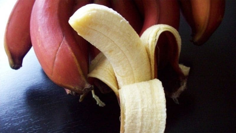 Red Banana Benefits: 6 Amazing Benefits of eating Red Banana, know How They Differ From Yellow Ones dva