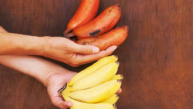 Red Banana Benefits: 6 Amazing Benefits of eating Red Banana, know How They Differ From Yellow Ones dva