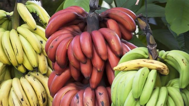 Red Banana Benefits: 6 Amazing Benefits of eating Red Banana, know How They Differ From Yellow Ones dva