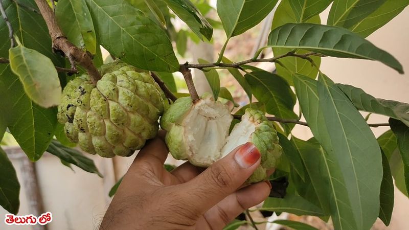 Custard apply health benefits and problems full details are here