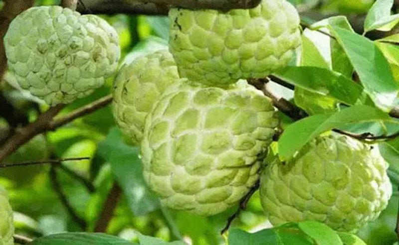 Custard apply health benefits and problems full details are here