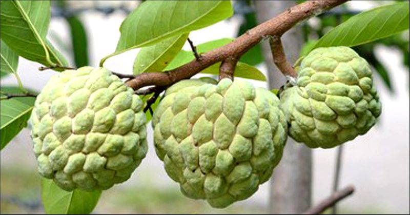 what-happens-if-sugar-patients-eat-custard-apple