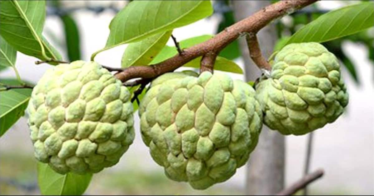 சீதாப் பழத்தின் இனிப்பு, நீரிழிவு நோயாளிகளுக்கு கூட தீங்கு செய்யாது..கொட்டி கிடக்கும் சத்துக்கள் அப்படி..!