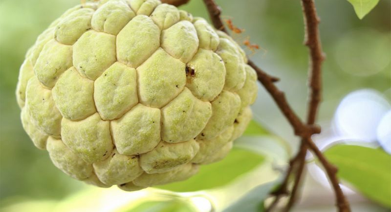 Custard apply health benefits and problems full details are here