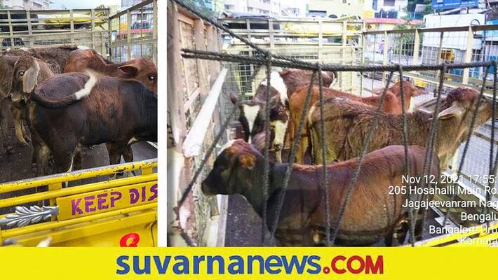 cattle rescued from slaughter by Bengaluru police mah cattle rescued from slaughter by Bengaluru police mah